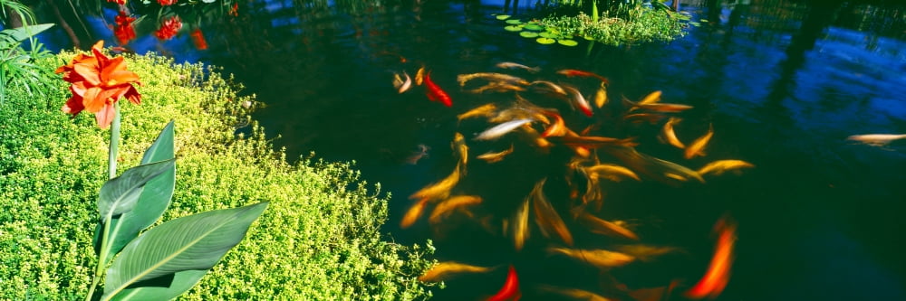 Elevated view of school of Koi fish in a pond Lanai Maui Hawaii USA Canvas Art - Panoramic Images (12 x 36)