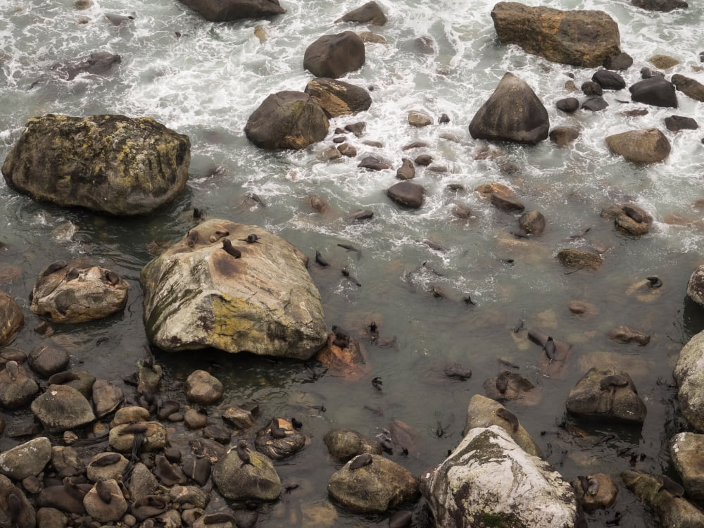 Elevated view of seals on coast Milford Sound South Island New Zealand Canvas Art - Panoramic Images (18 x 24)