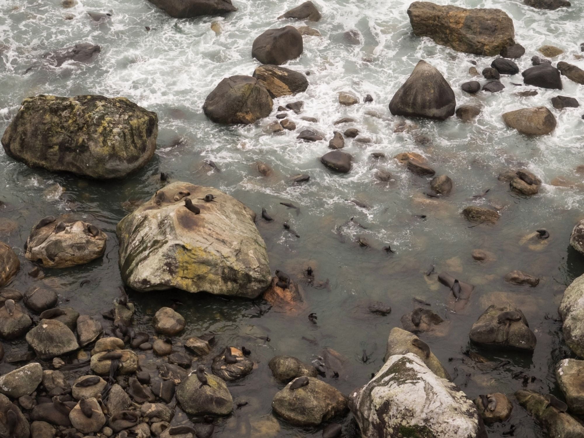 Elevated view of seals on coast Milford Sound South Island New Zealand Canvas Art - Panoramic Images (24 x 36)