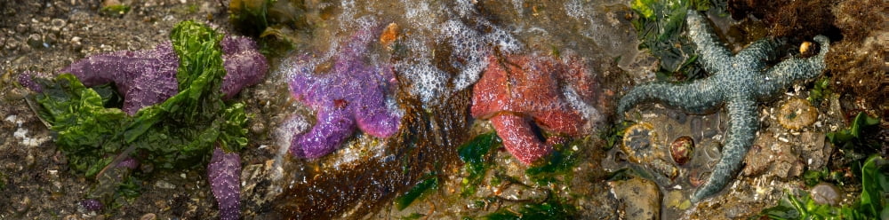 Elevated view of starfish with bubbles underwater Canvas Art - Panoramic Images (36 x 12)