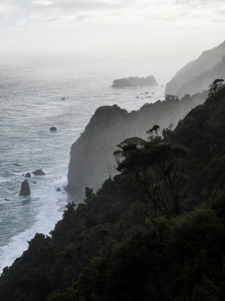 Elevated view of trees on coast Te Wahipounamu West Coast South Island New Zealand Canvas Art - Panoramic Images (24 x 36)