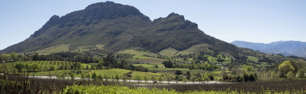 Elevated view of vineyard Delaire Graff Estate Stellenbosch Cape Town Western Cape Province South Africa Canvas Art - Panoramic Images (36 x 12)