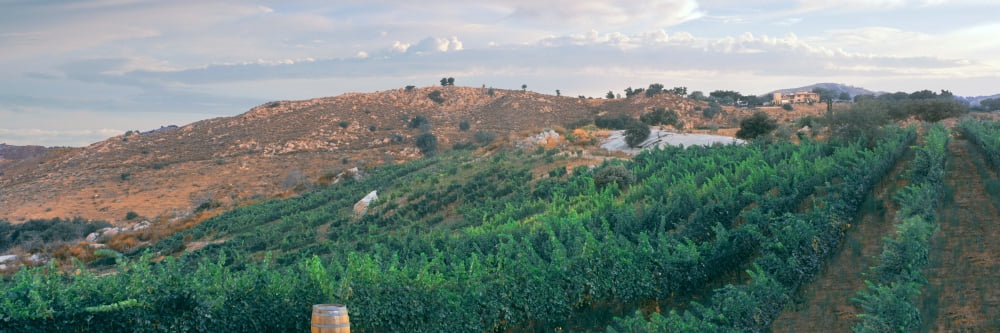 Elevated view of vineyard at sunrise Milagro Farm Vineyards and Winery Ramona San Diego County California USA Canvas Art - Panoramic Images (6 x 18)