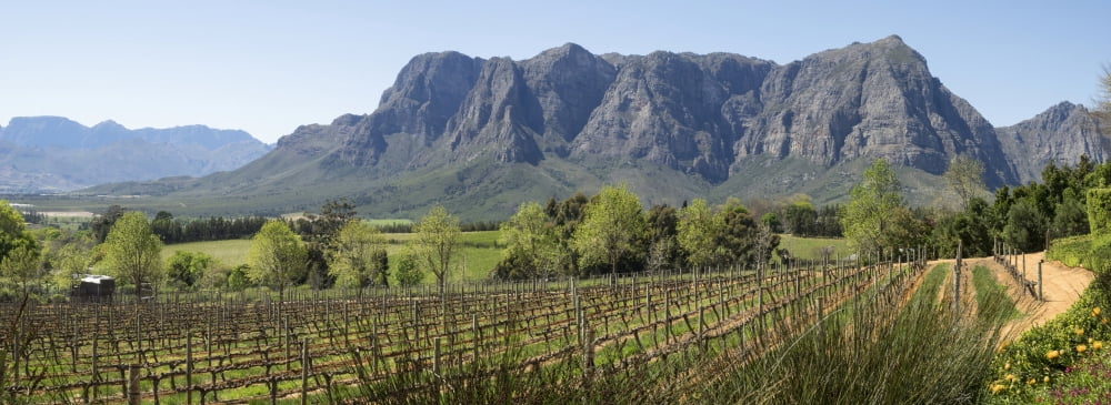 Elevated view of vineyard with Franschhoek mountain in rear Delaire Graff Estate Stellenbosch Cape Town Western Cape Province South Africa Canvas Art - Panoramic Images (36 x 12)