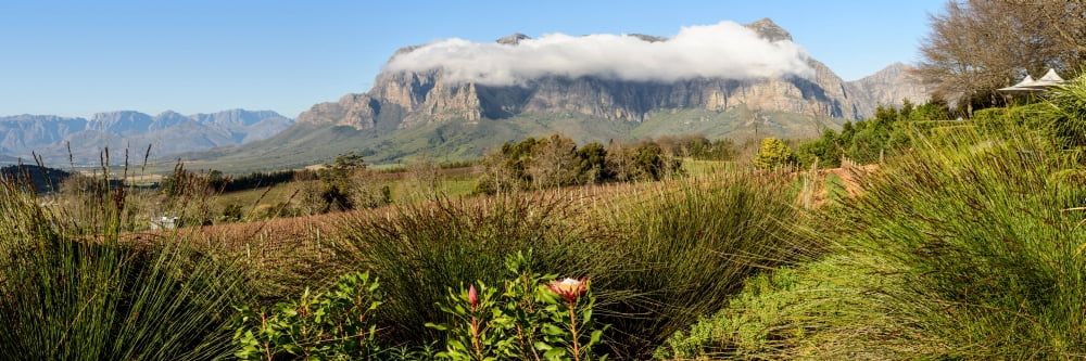 Elevated view of vineyard with mountains in the background Jonkershoek Nature Reserve Cape Town Western Cape Province South Africa Canvas Art - Panoramic Images (12 x 36)