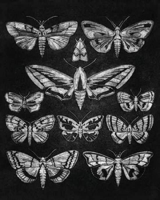 Eleven Moths Canvas Art - Barry Goodman (24 x 30)