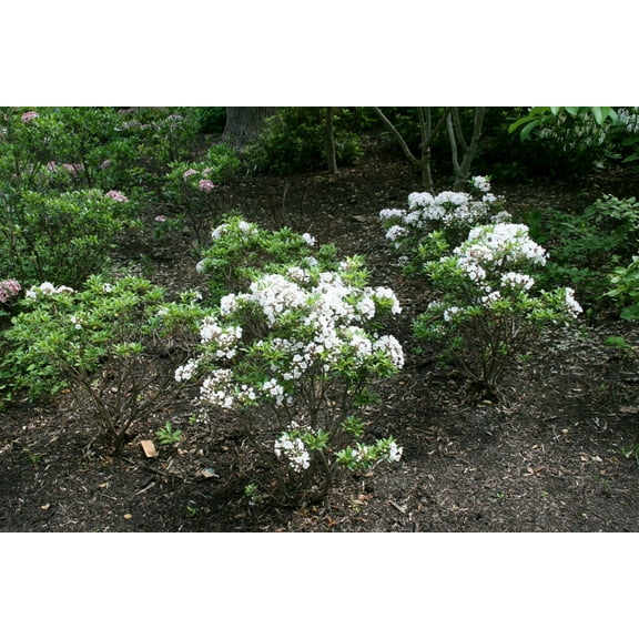 Elf Mountain LaurelKalmia latifolia 'Elf'Compact Evergreen Shrub 3 Gallon