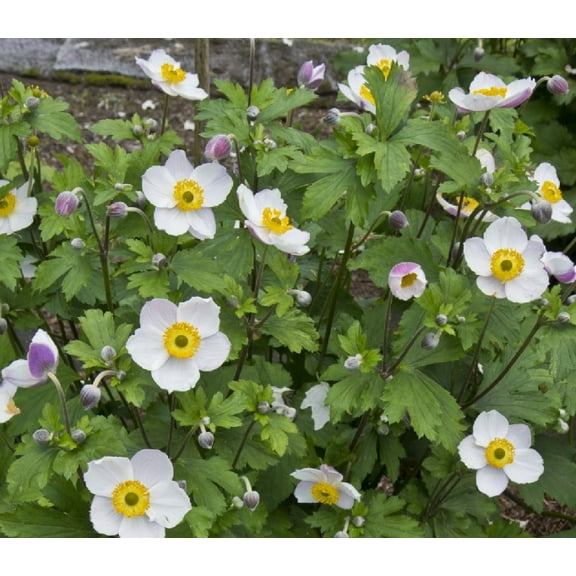 Elfin Swan Windflower Plant - Anemone x hybrida - Bright Shade - 2.5" Pot