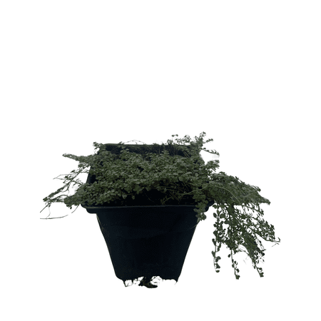 Elfin Thyme Plant - Thymus minus - World's Smallest Thyme - Live Plant - 3" Pot