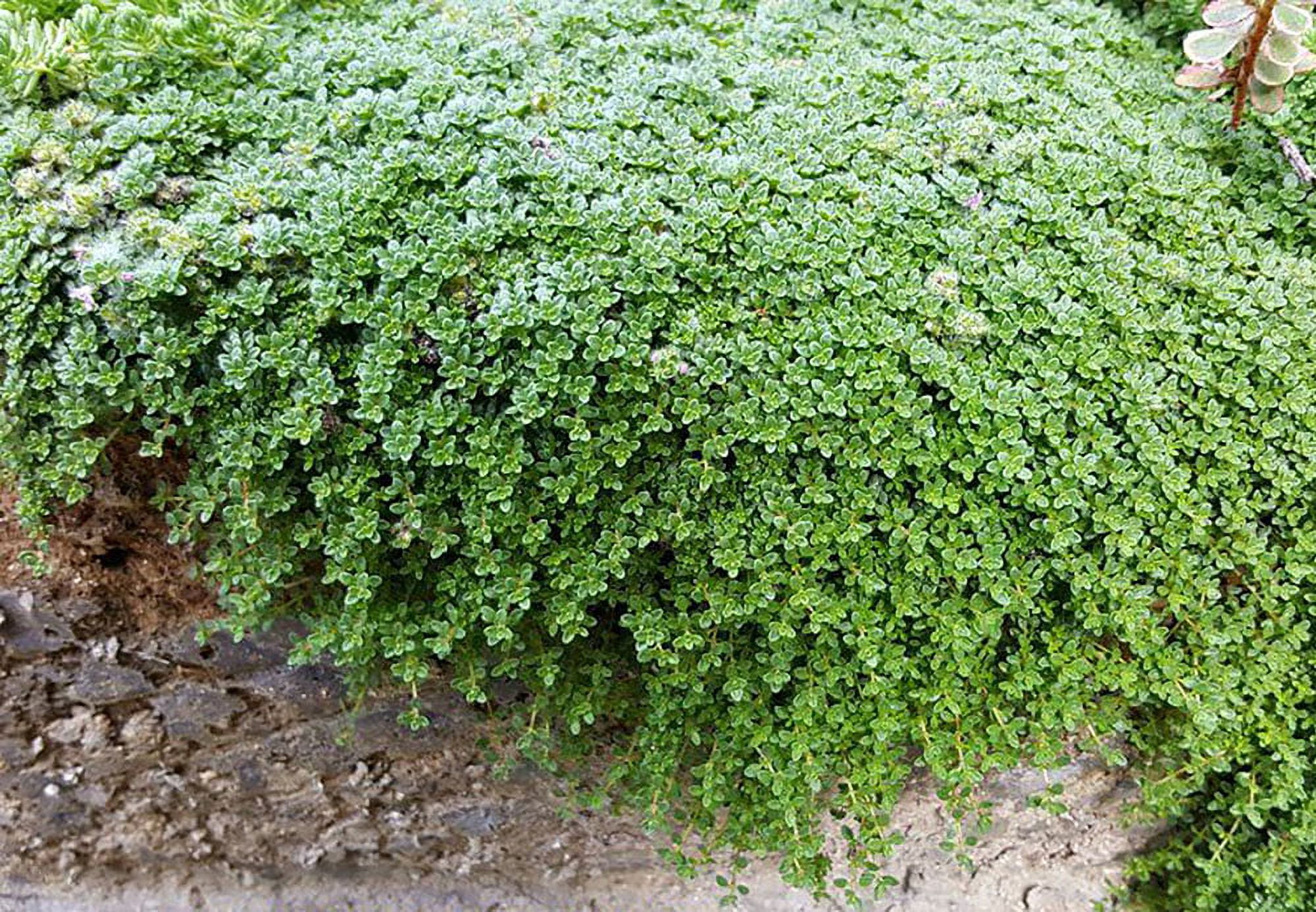 Elfin Thyme Plant Thymus minus World's Smallest Thyme Live Plant
