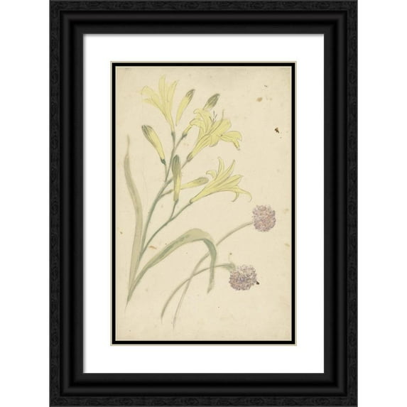 Elias van Nijmegen 11x14 Black Ornate Wood Framed Double Matted Museum Art Print Titled: Flower Studies of a Yellow Lily and a Flowering Onion (1677 - 1755)