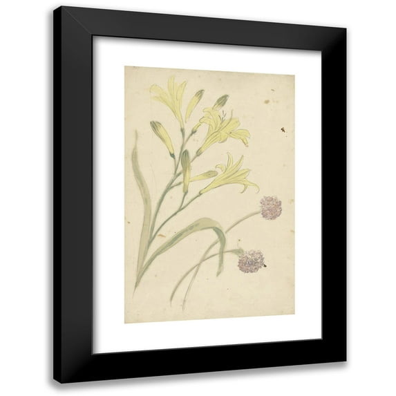 Elias van Nijmegen 17x24 Black Modern Framed Museum Art Print Titled - Flower Studies of a Yellow Lily and a Flowering Onion (1677 - 1755)