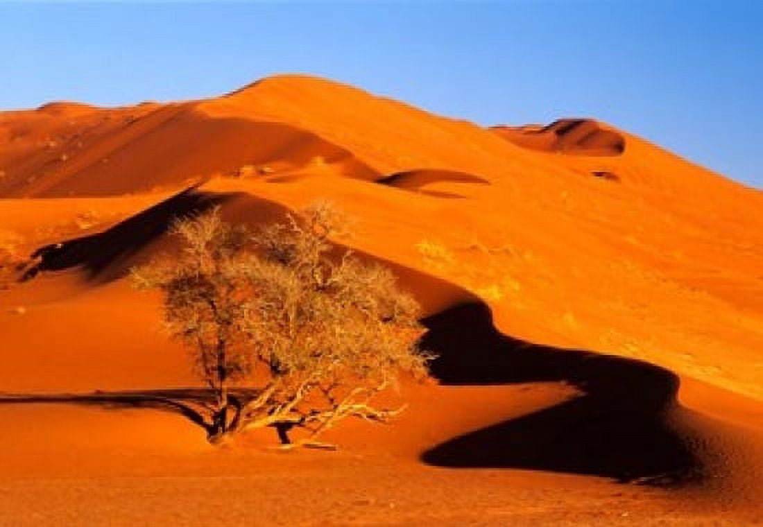 Elim Dune Overcomes Sesriem Namib Naukluft Park Namibia Canvas Art - Charles Crust DanitaDelimont (18 x 12)