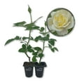 thumbnail image 1 of Elina Rose Bush - 2 Live Starter Plants in 2 Inch Pots - Beautiful Roses from Florida - A Timeless Classic Ornamental Rose, 1 of 6