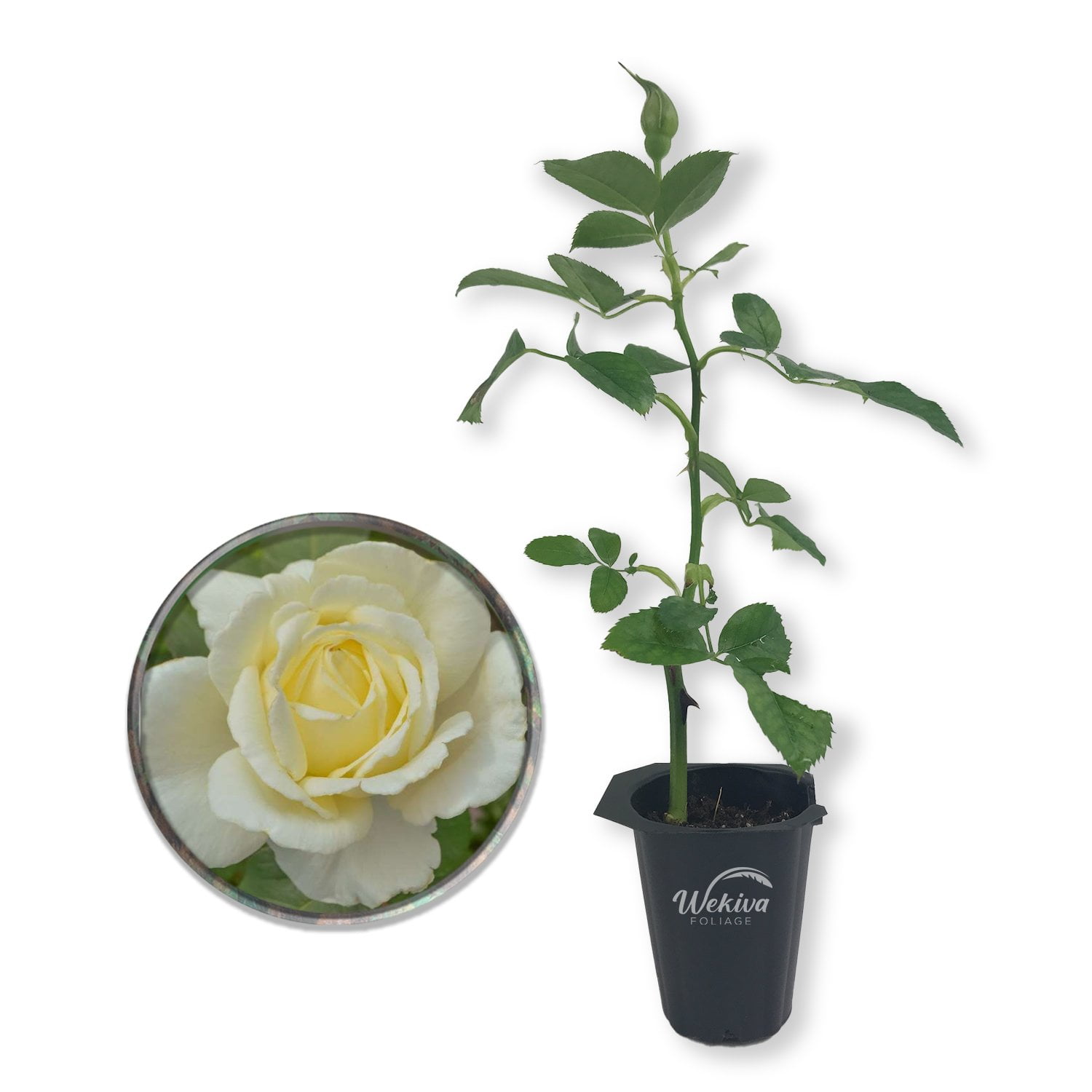 Elina Rose Bush - Live Starter Plant in a 2 Inch Pot - Beautiful Roses ...