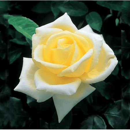 Elina Yellow Light Rose Plant Live for Planting, Hybrid Tea Rose Shurb Soft Yellow Roses Flower Plant Well Rooted, Frangant Roses Bush, 4 to 8 Inch Tall, No Pot