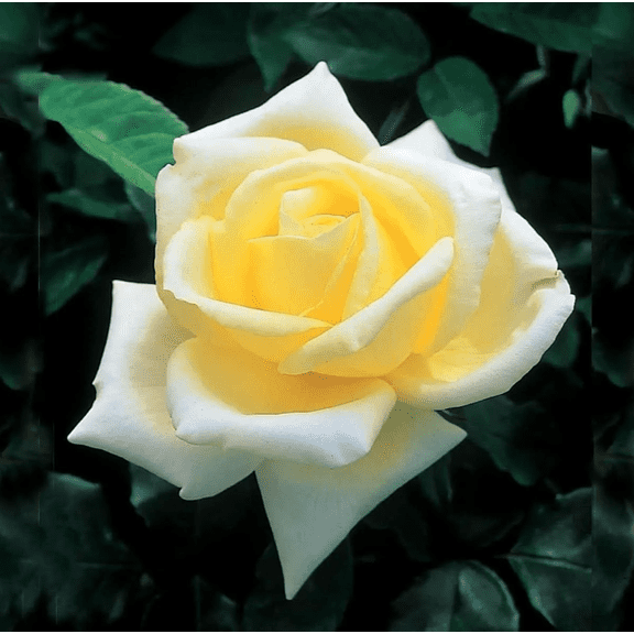 Elina Yellow Light Rose Plant Live for Planting, Hybrid Tea Rose Shurb Soft Yellow Roses Flower Plant Well Rooted, Frangant Roses Bush, 4 to 8 Inch Tall, No Pot