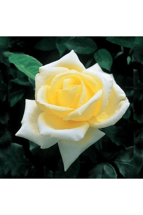 Elina Yellow Light Rose Plant Live for Planting, Hybrid Tea Rose Shurb Soft Yellow Roses Flower Plant Well Rooted, Frangant Roses Bush, 4 to 8 Inch Tall, No Pot