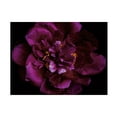 thumbnail image 1 of Elise Catterall 'Vivid Dark Peony' Canvas Art, 1 of 3