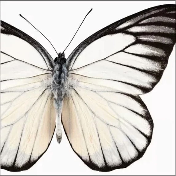 Elise Entomount Butterfly 3 Ply Beverage Napkins Paper 24 Pack Party Tableware