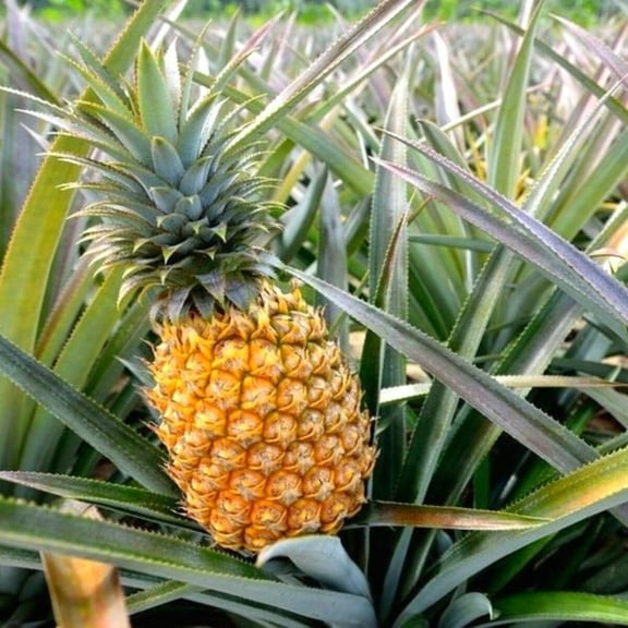 Elite Gold Pineapple Plant 4-7" Tall for Planting, Pineapple Plant, Ananas Comosus, Tropical Fruit Plant, Outdoor Garden