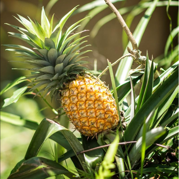 Elite Gold Pineapple Plant Live for Planting, Starter Plant, Sweet Juicy Pineapple Fruit Tree, 4-6 Inches Tall, No Ship Pot