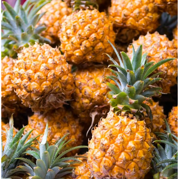 Elite Gold Pineapple Plant Live for Planting, Sweet Pineapple Plant Hardy Pineapple Fruit Trees to Grow 4 to 6 Inch Tall - Dormant in Winter