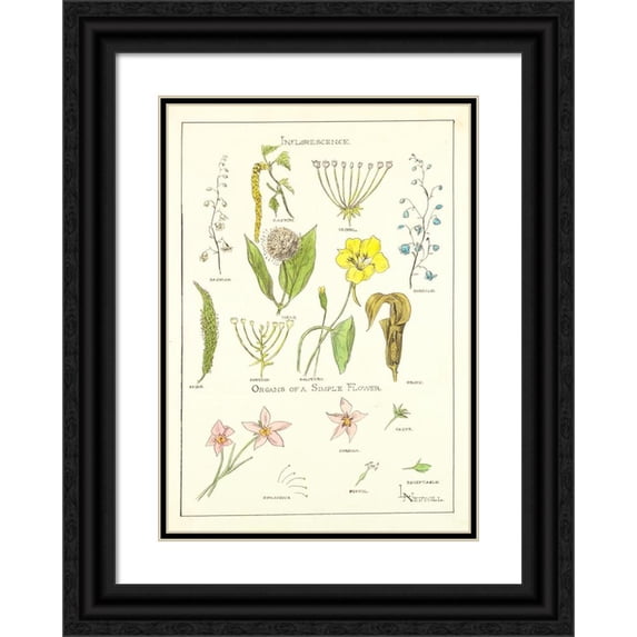 Elizabeth A. Nedwill 18x24 Black Ornate Framed Double Matted Museum Art Print Titled: Portfolio, Historic Ornament Pl 37 (Ca 1900)