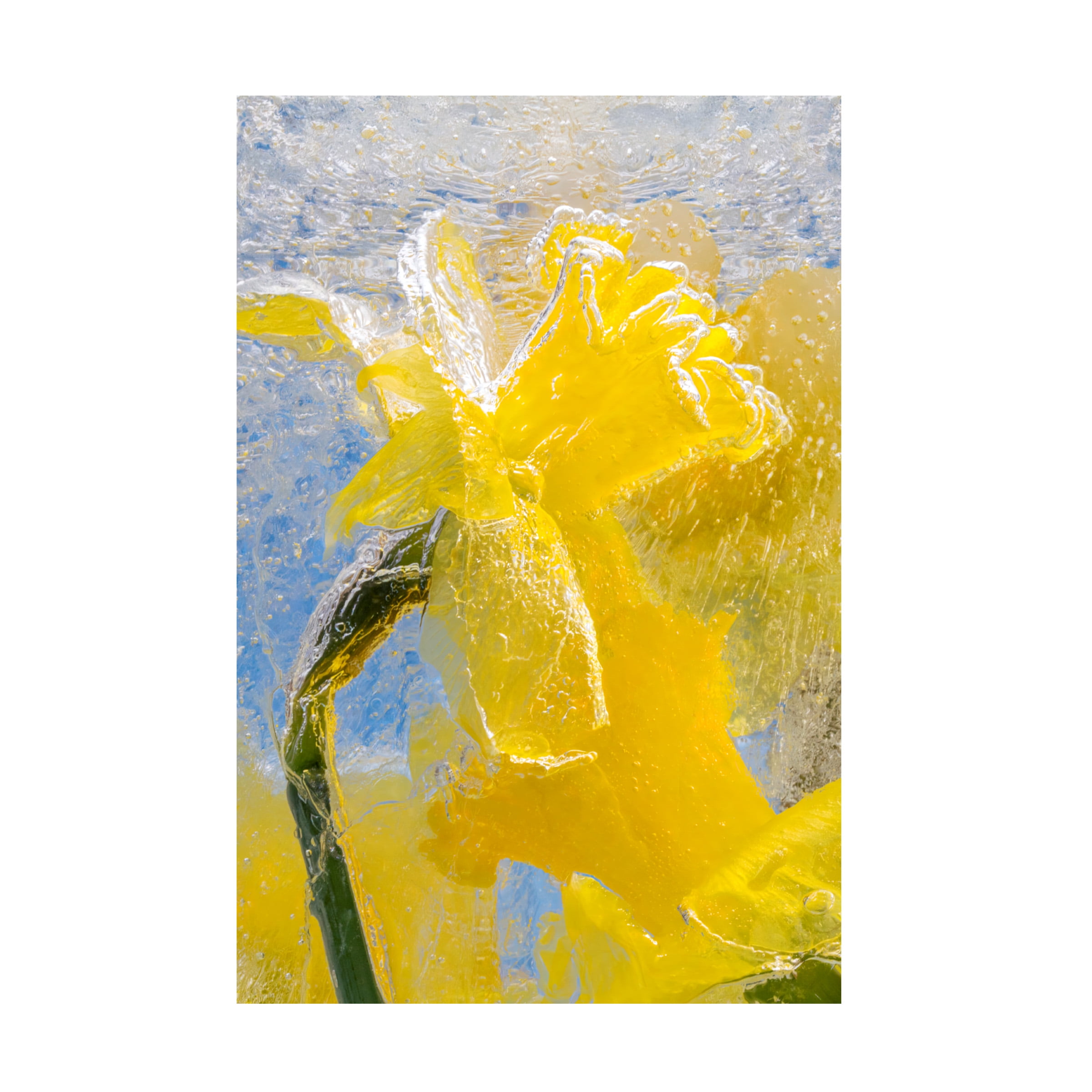 Silver Lining Daffodils in Ice Canvas Art 32" x 22"