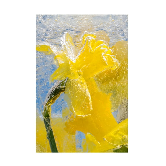 Elizabeth Bruders 'Silver Lining Daffodils in Ice' Canvas Art