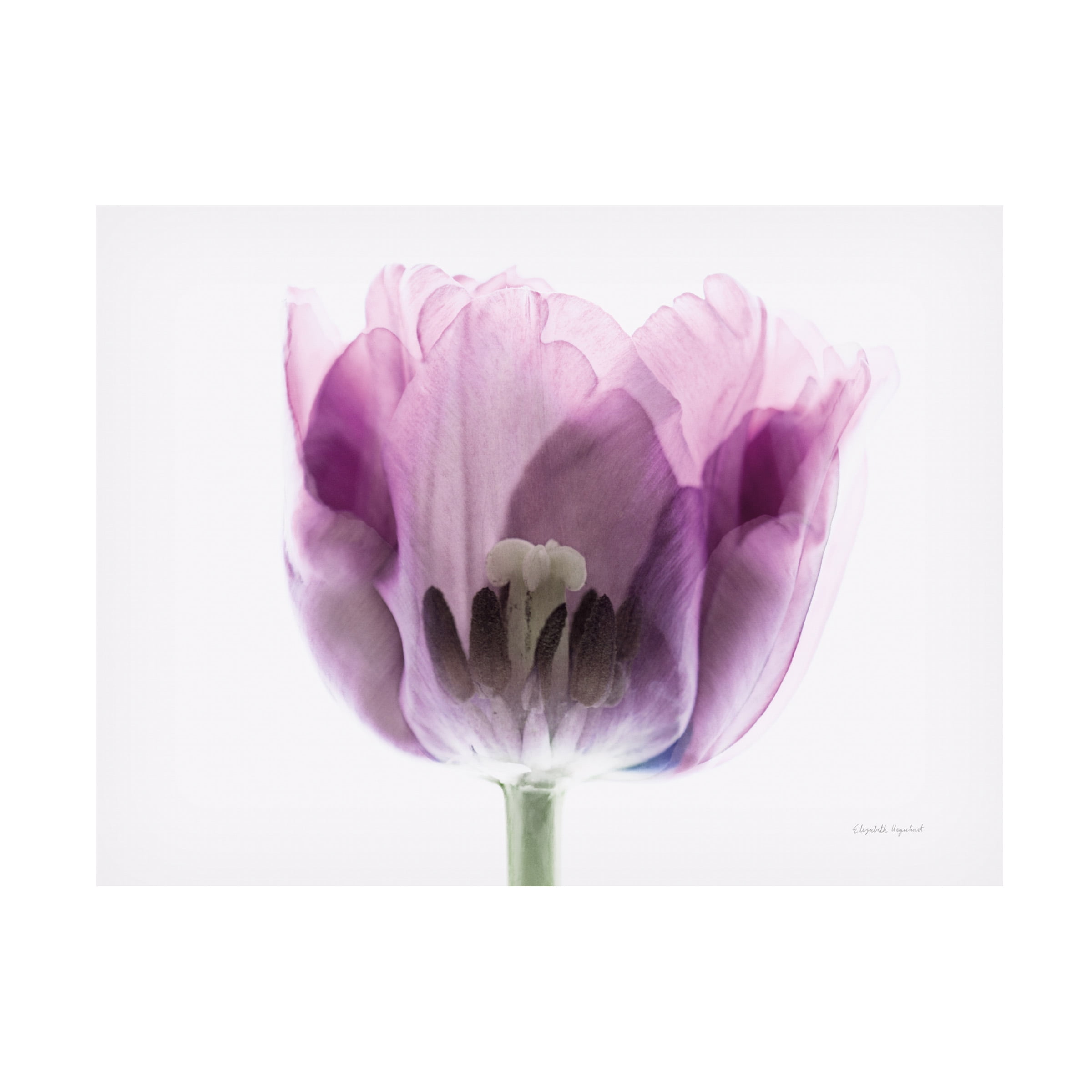 Elizabeth Urquhart 'Inside Out II' Canvas Art