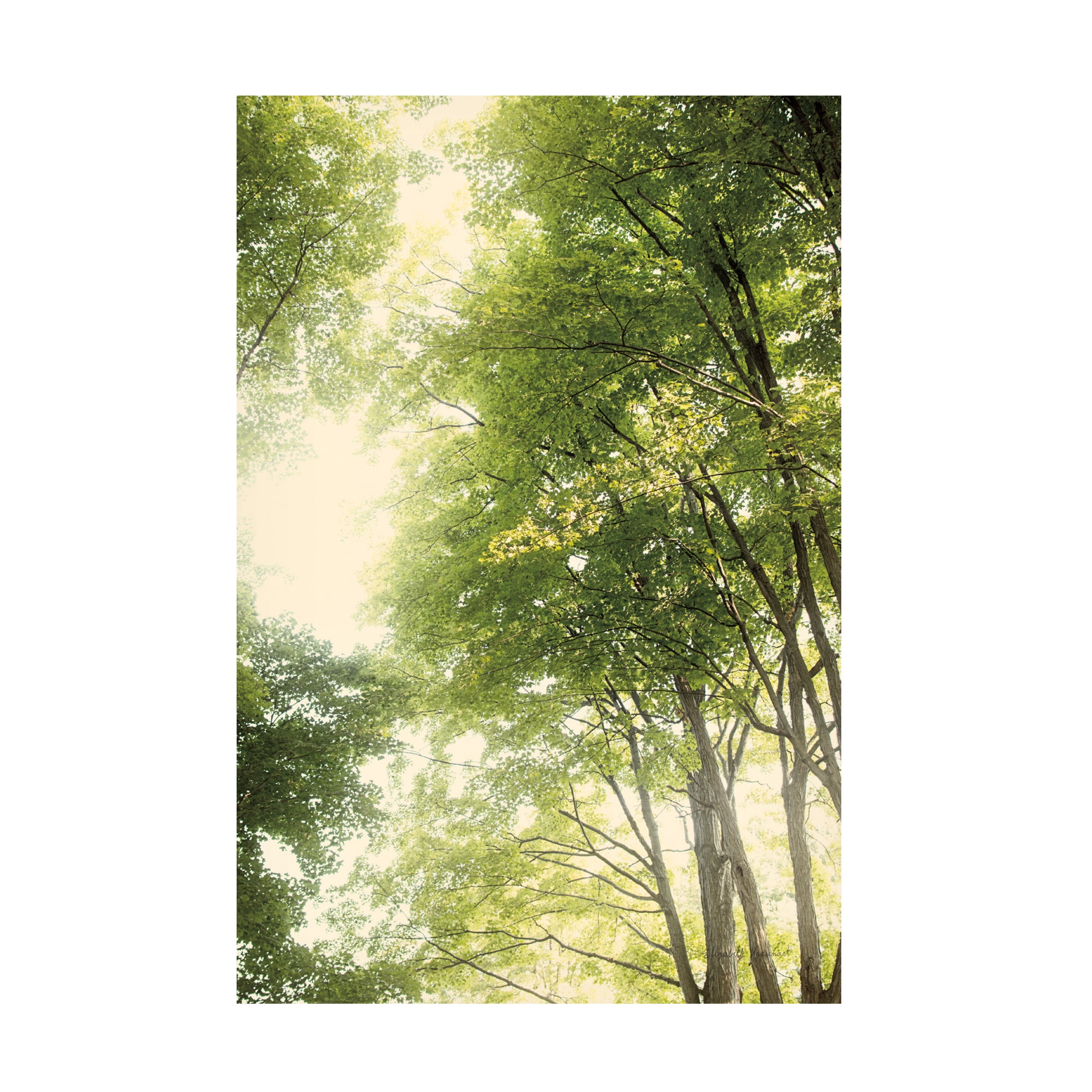 Elizabeth Urquhart 'Towering Maples III' Canvas Art