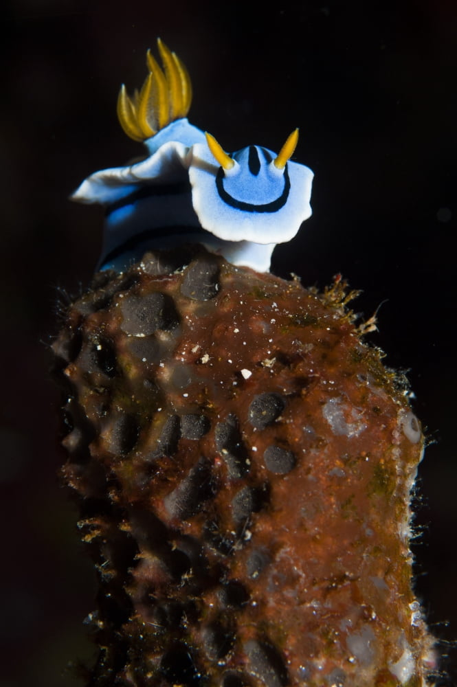 Elizabeths chromodoris Bunaken National Park Indonesia Canvas Art - Steve JonesStocktrek Images (12 x 18)