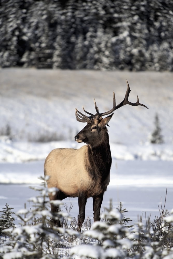 Elk (Cervus Canadensis) Bull Elk During Winter Canvas Art - Richard Wear Design Pics (12 x 18)