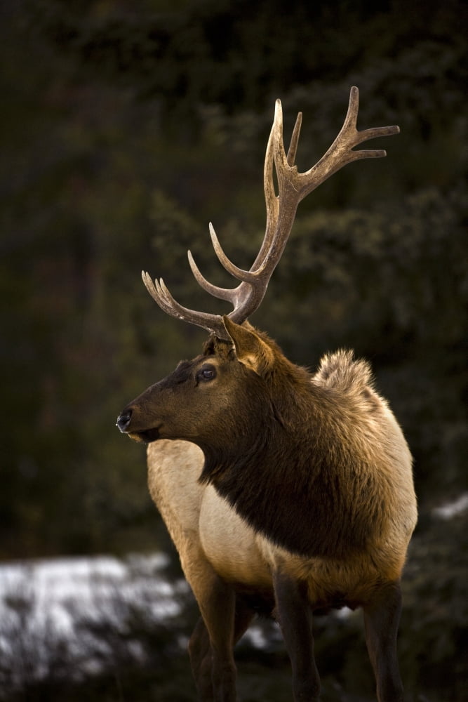 Elk (Cervus Canadensis) Bull Elk Looking To The Side Canvas Art - Richard Wear Design Pics (12 x 18)
