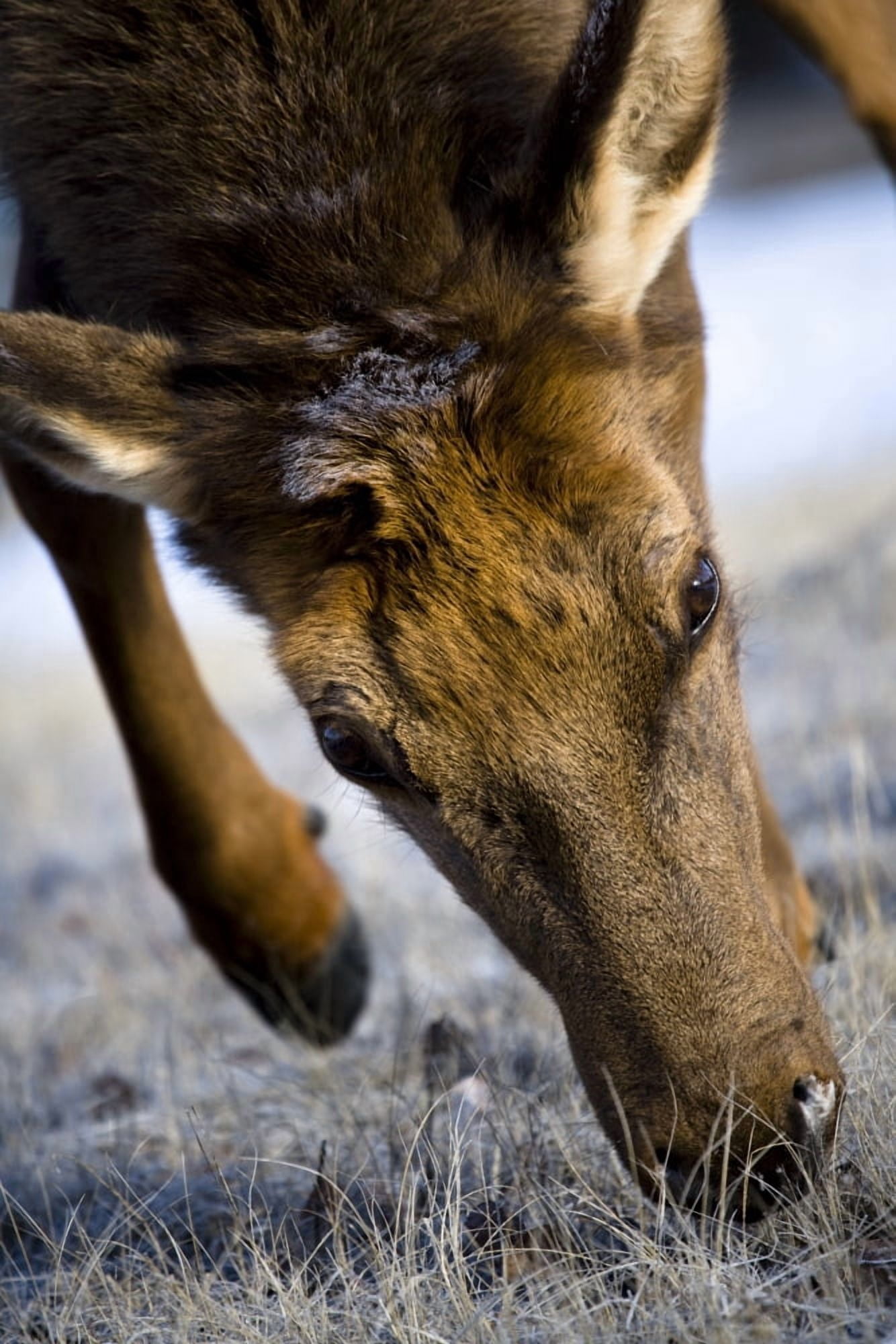 Elk (Cervus Canadensis) Canvas Art - Richard Wear Design Pics (11 x 17)