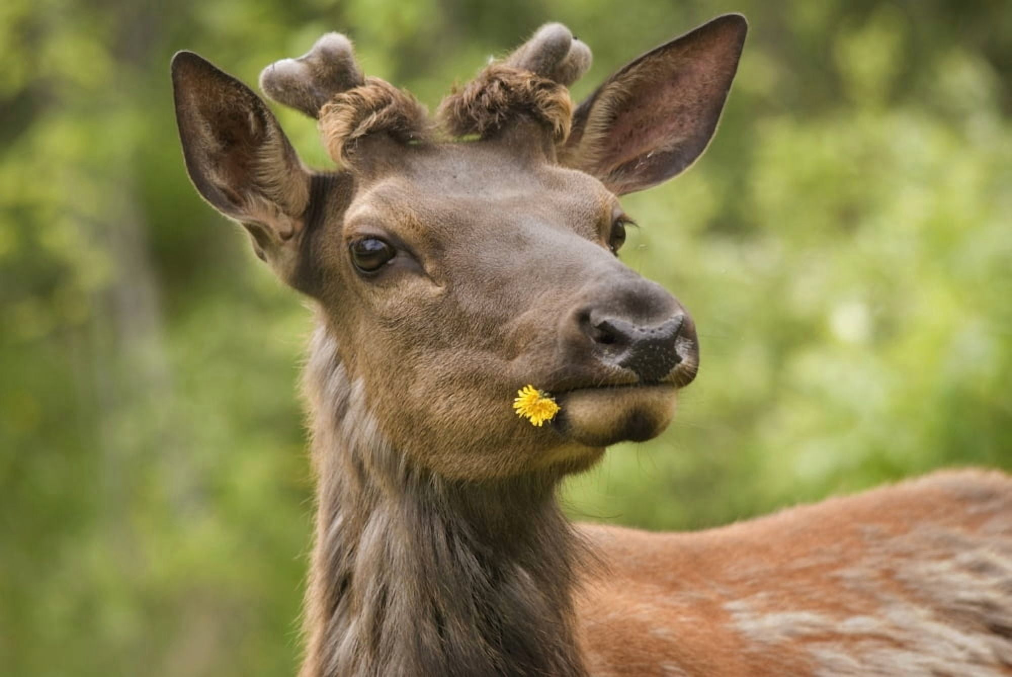 Elk (Cervus Canadensis) With Dandelion In Its Mouth In Prince Albert National Park Saskatchewan Canada Canvas Art - Philippe Widling Design Pics (19 x 12)