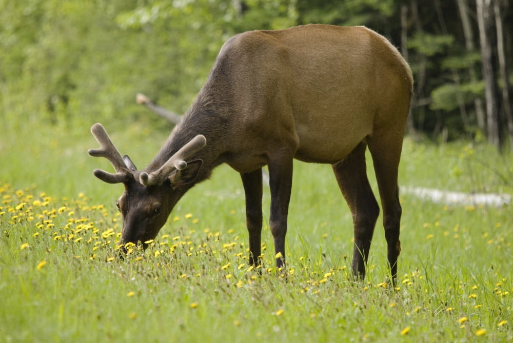 Elk (Cervus Canadensis) Grazing On Wildflowers In Prince Albert National Park Saskatchewan Canada Canvas Art - Philippe Widling Design Pics (36 x 24)