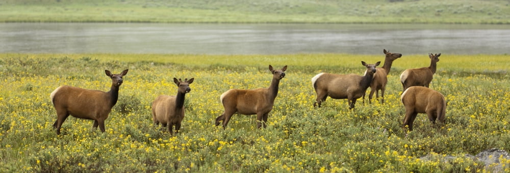 Elk (Cervus Canadensis) Herd In Wildflowers Along The Gardiner River Yellowstone National Park Wyoming United States Of America Canvas Art - David Ponton Design Pics (37 x 12)