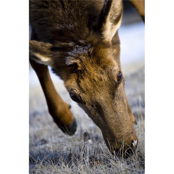 Elk Cervus Canadensis Poster Print by Richard Wear, 22 x 34 - Large