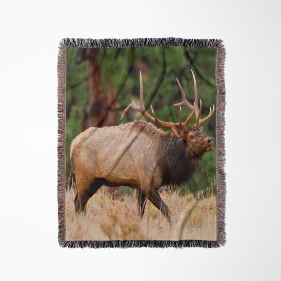 Elk, Cervus Elephus, Bull Herding Harem And Bugling., Woven Blanket