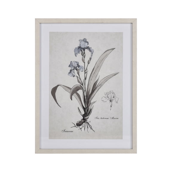 Elk Home 18-Inch Wide Iris Botanic Wall Art, Transitional, Cream