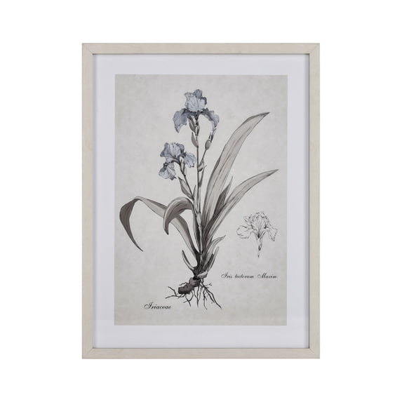 Elk Home 18-Inch Wide Iris Botanic Wall Art, Transitional, Cream