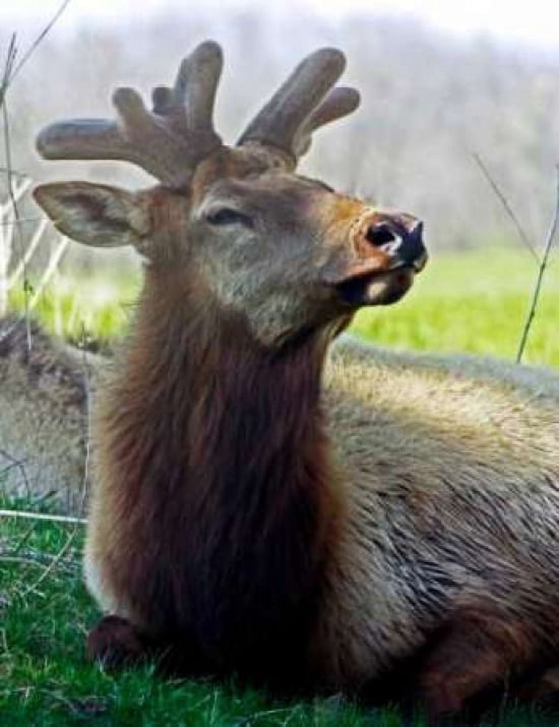 Elk II Canvas Art - Tammy Putman (18 x 24)