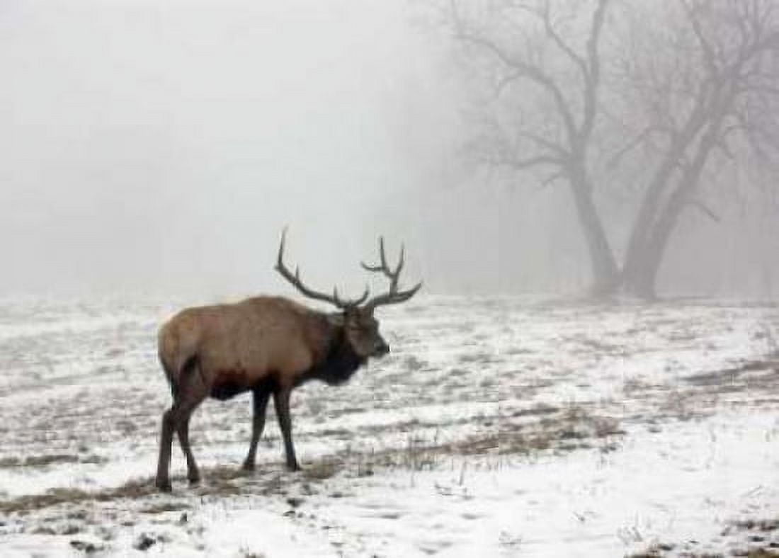Elk III Canvas Art - Tammy Putman (20 x 28)