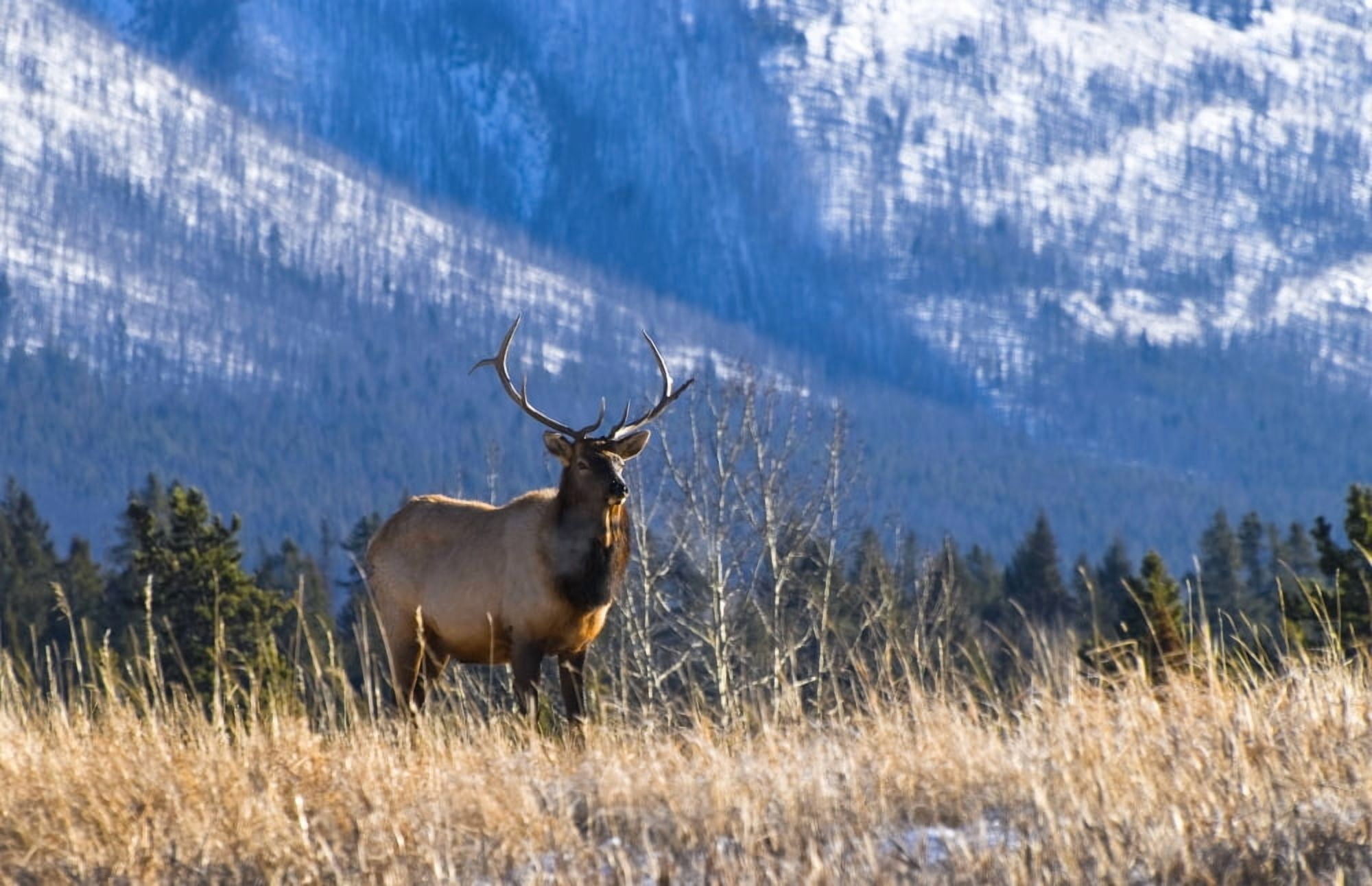Elk In Forest Banff National Park Alberta Canada Canvas Art - Philippe Widling Design Pics (17 x 11)