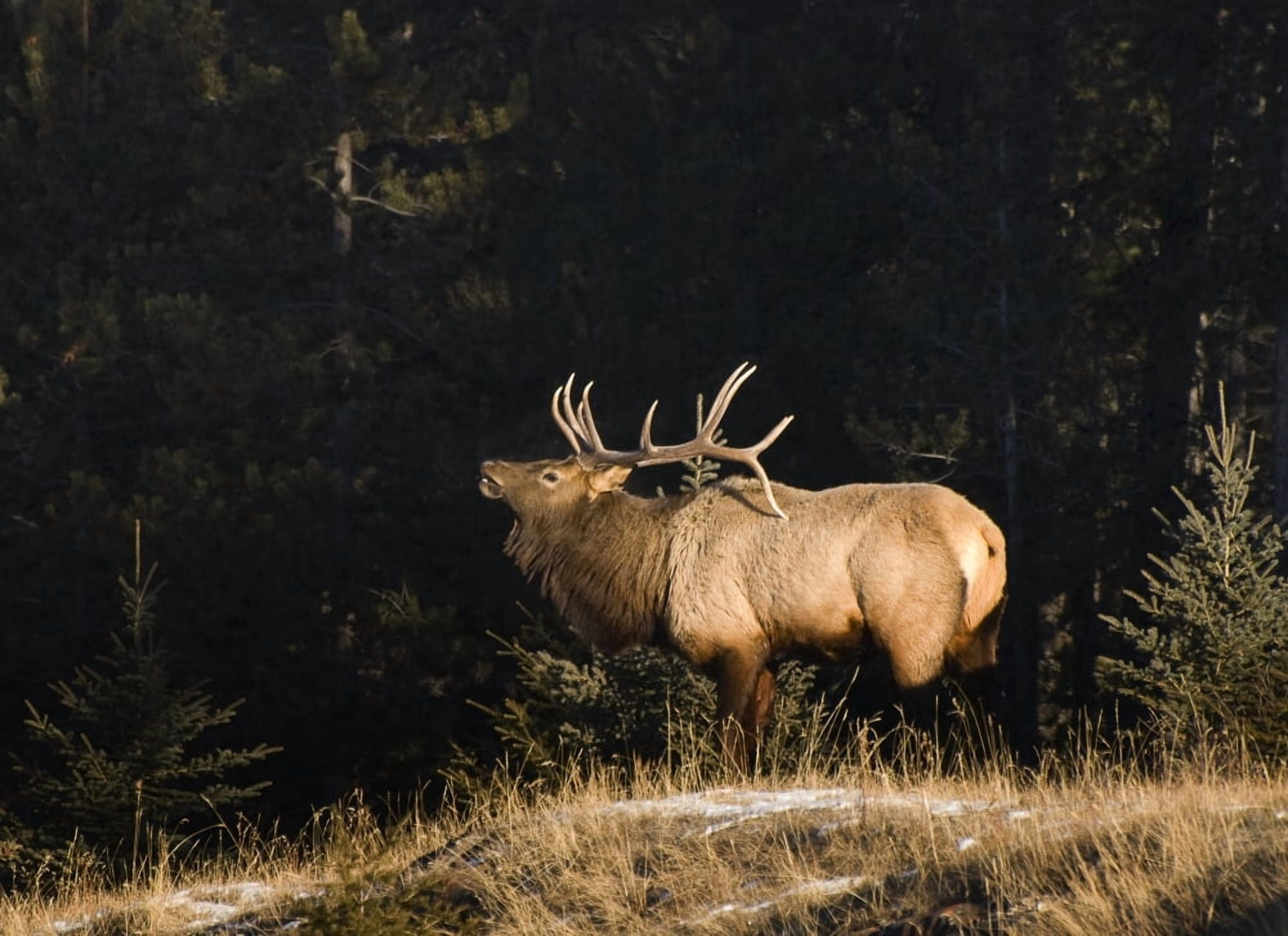 Elk In Forest Banff National Park Alberta Canada Canvas Art - Philippe Widling Design Pics (34 x 24)