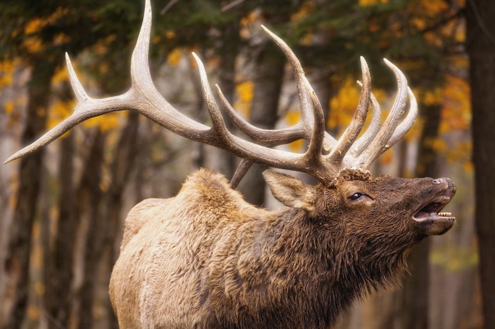 Elk In The Forest Canvas Art - Carson Ganci Design Pics (34 x 22)