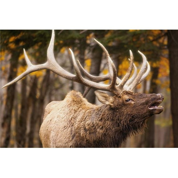 Elk In The Forest Poster Print