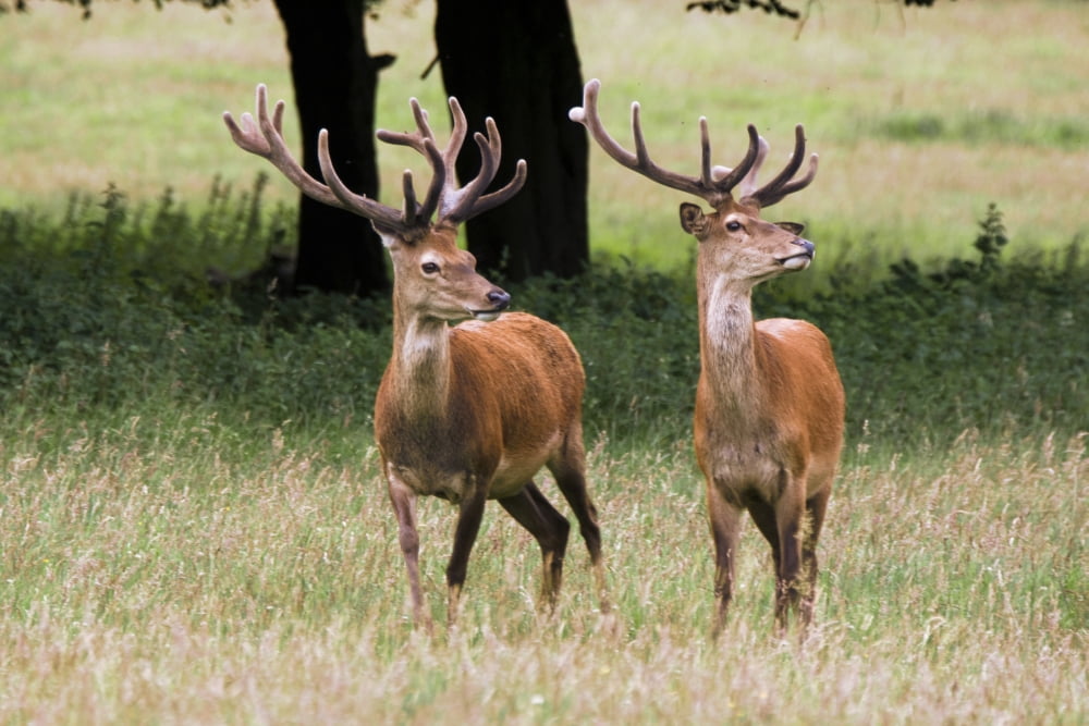 Elk In The Wild Canvas Art - John Short Design Pics (34 x 22)